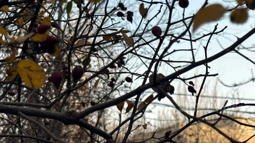 Abnormally Warm November Breaks Temperature Record in Kazakhstan