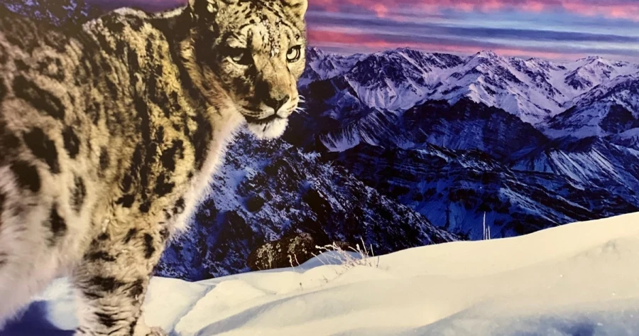 Kyrgyzstan's "Oscar". "Ak Ilbirs 2025" Will Take Place in Bishkek