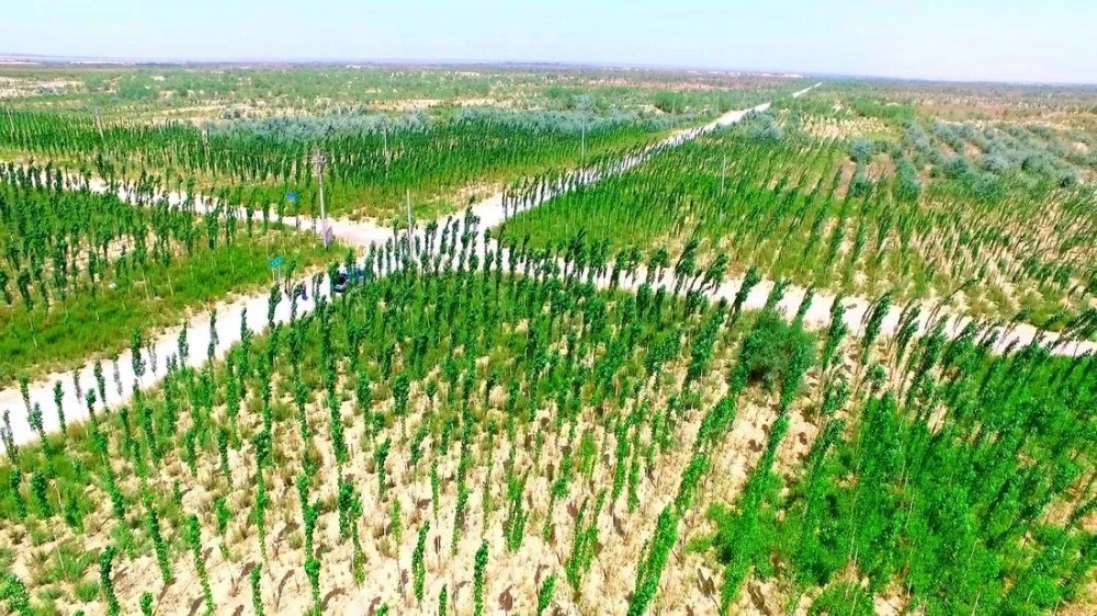 China has planted 78 billion new trees, but the climate has only worsened
