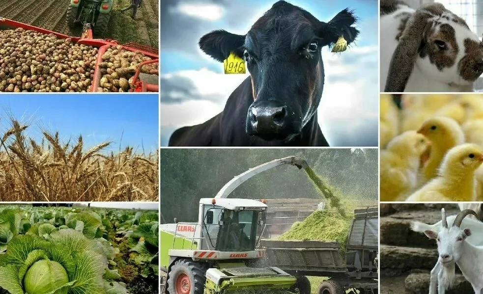 For the first time, the Kyrgyz seed industry enters the global market – Ministry of Agriculture