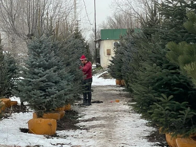 How much does a New Year tree cost, how to choose it, and what is important to know