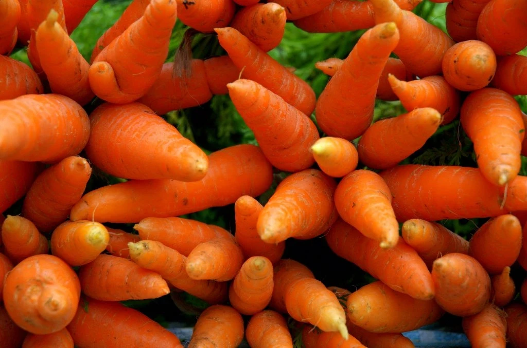 Kazakhstan is preparing to ban the export of carrots