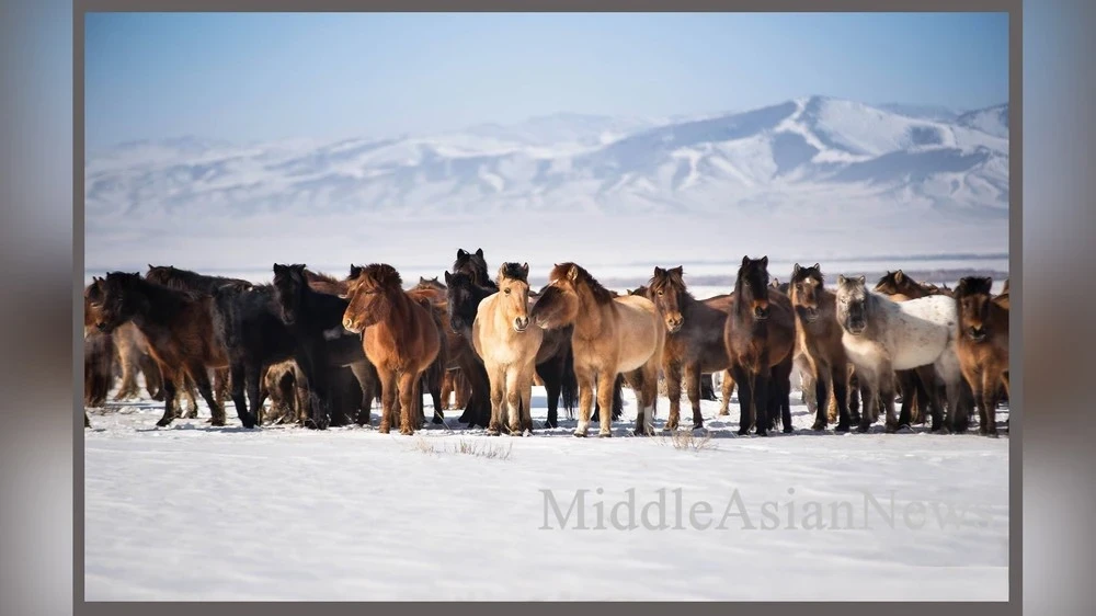 The livestock population in Mongolia has reached 58.1 million head.