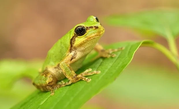 Powerful Weapon Against Cancer Found in Frog's Intestine