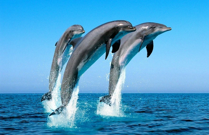 Mexico bans the use of dolphins, whales, and other marine mammals for entertainment purposes
