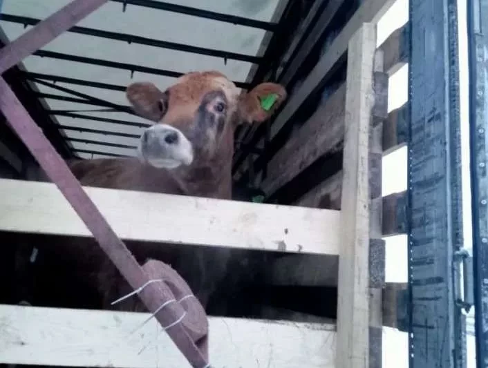 26 Heads of Cattle Not Allowed to Be Exported from Russia to Kyrgyzstan