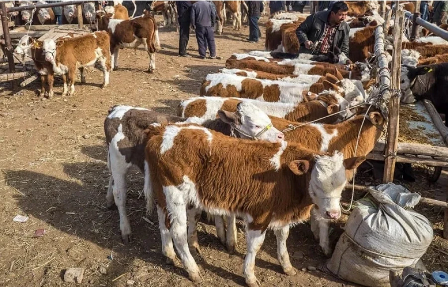 The livestock market in Tokmak will be developed with other facilities.