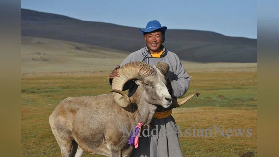 The population of argali in Mongolia has increased to 3,600 individuals: WWF