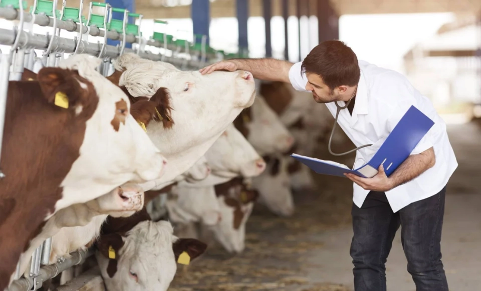 A pilot program to attract young veterinarians is being launched in Kyrgyzstan.