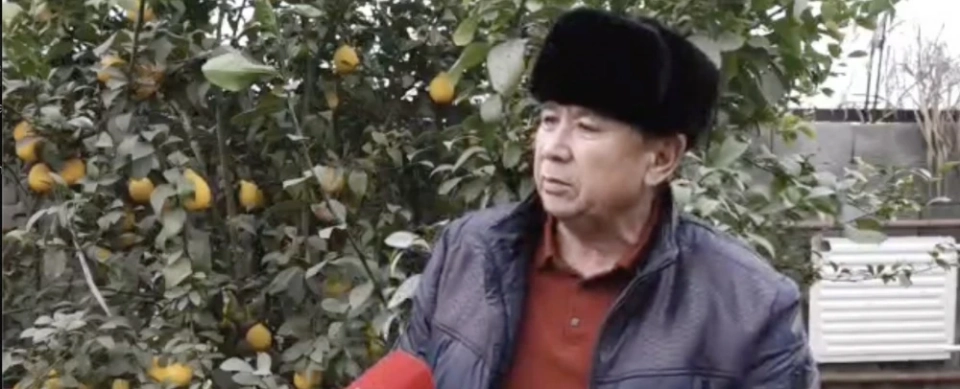 На юге Кыргызстана успешно выращивают папайю и мандарины и перерабатывают лимоны