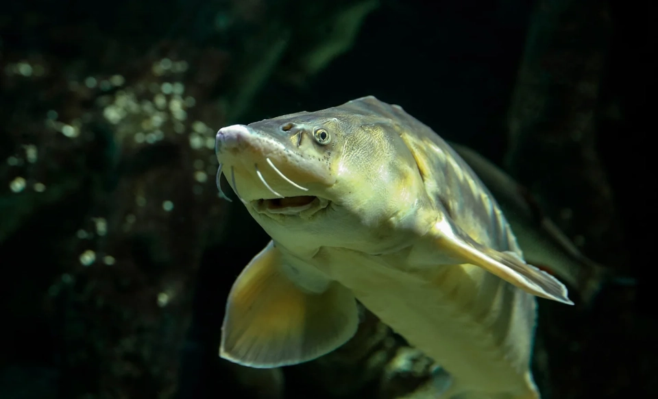 Illegal import of 6.5 tons of fish products from Iran intercepted