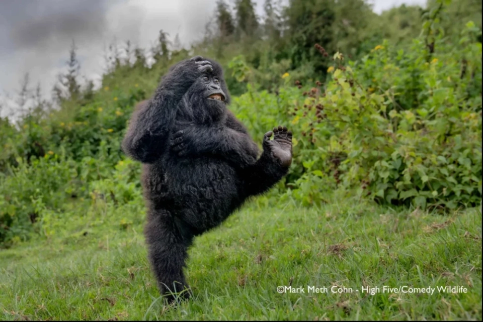 Дико смешные: лауреаты премии Comedy Wildlife Awards – 2025