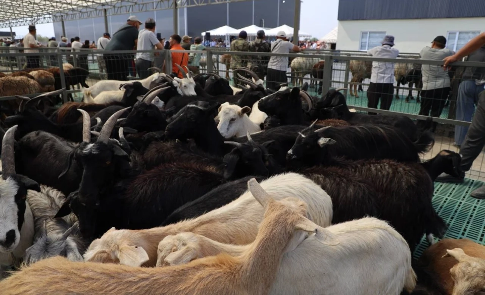 В Кыргызстане на 54 скотобойнях и 5 скотных рынках установлены видеокамеры