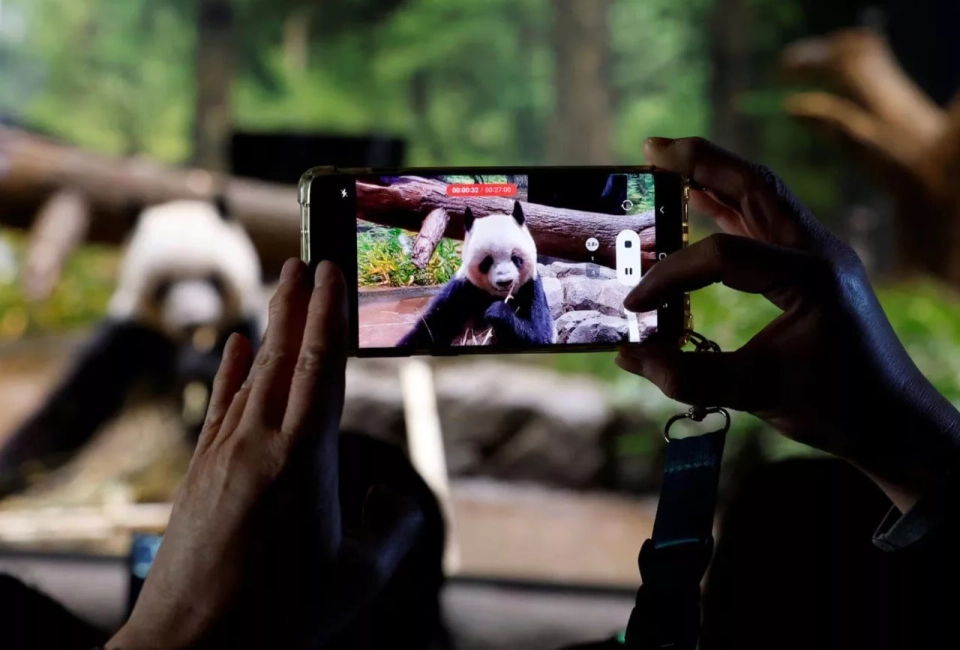 В Японии со слезами прощаются с пандами-близнецами, которые раньше срока должны вернуться в Китай