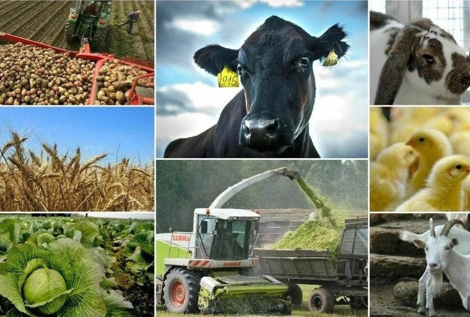At the fair in the Ton district, yak meat was sold for 600 soms