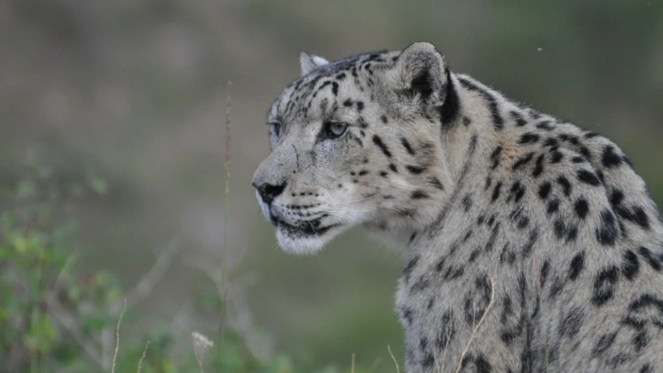 In Tajikistan, penalties for shooting and catching snow leopards have been tightened.