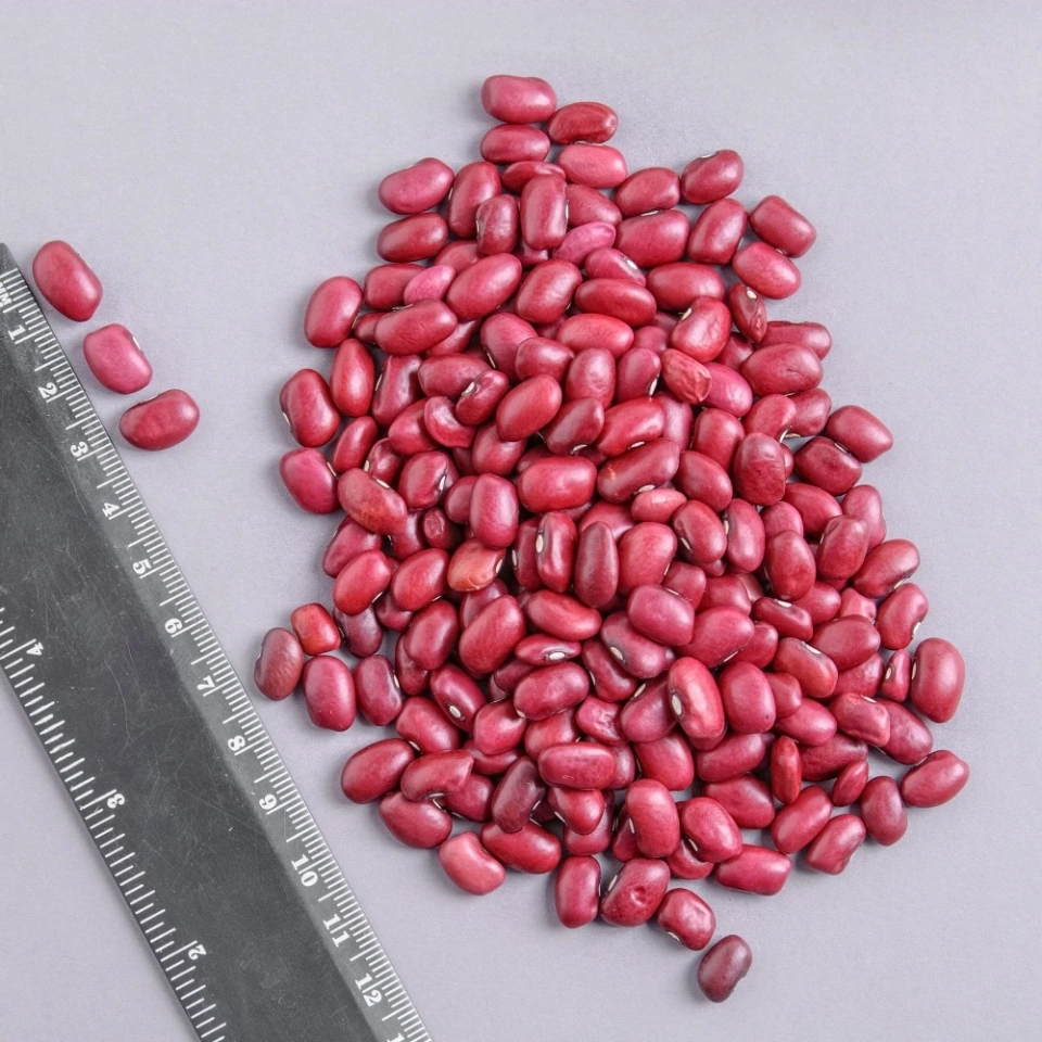 The state purchased beans from Talas farmers for 100 million soms.