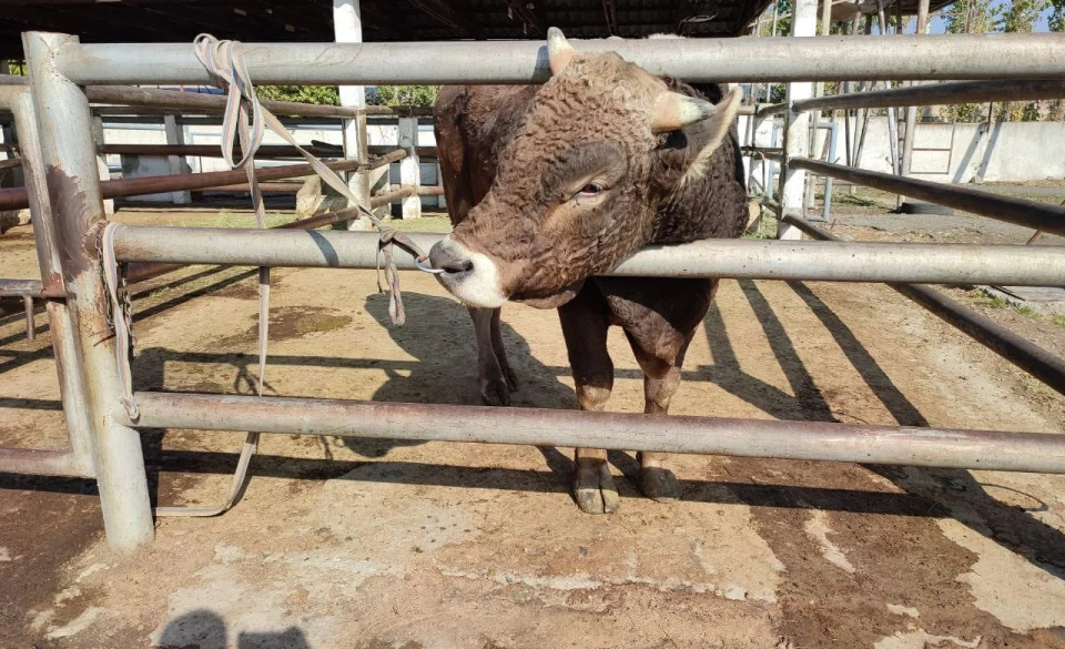 Ministry of Agriculture of the Kyrgyz Republic: Equipment for Artificial Insemination of Cattle Purchased