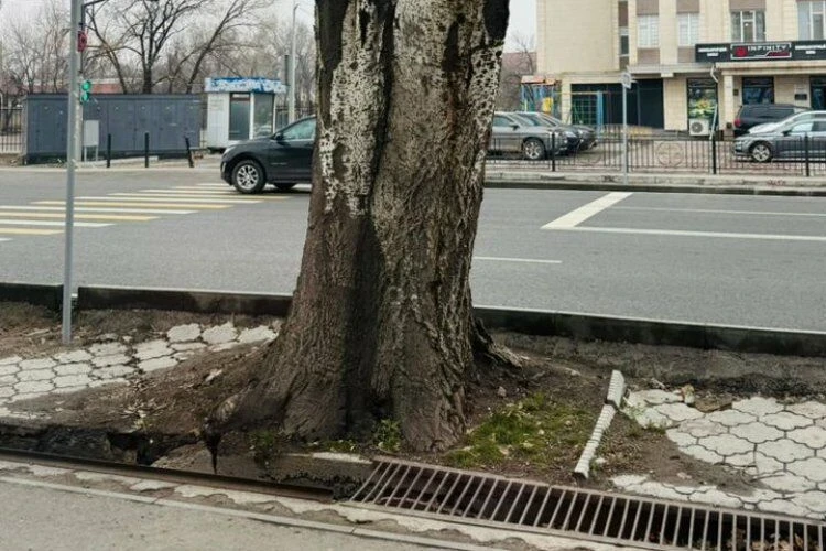 Café Owners in Bishkek Commented on the Demolition of the Half-Century-Old Poplar