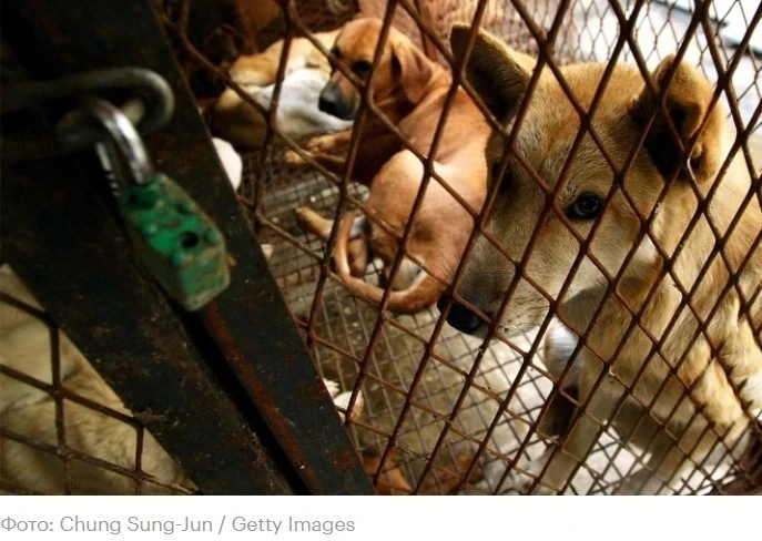 In South Korea, nearly 80 percent of dog meat farms have closed down.
