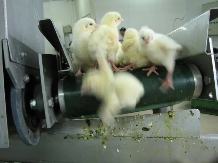 Every year, approximately as many male chicks are killed worldwide as there are people on the planet.
