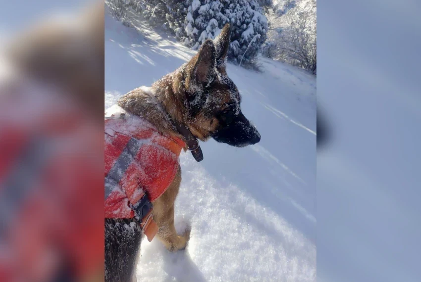 In Search of Hope: How Rescue Dogs Find People in Kyrgyzstan