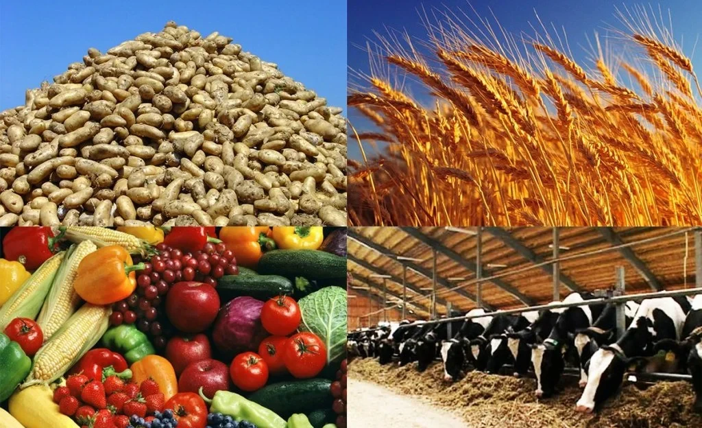 Digital Farmer and "From Field to Shelf": How Agriculture in the Kyrgyz Republic Developed in 2025