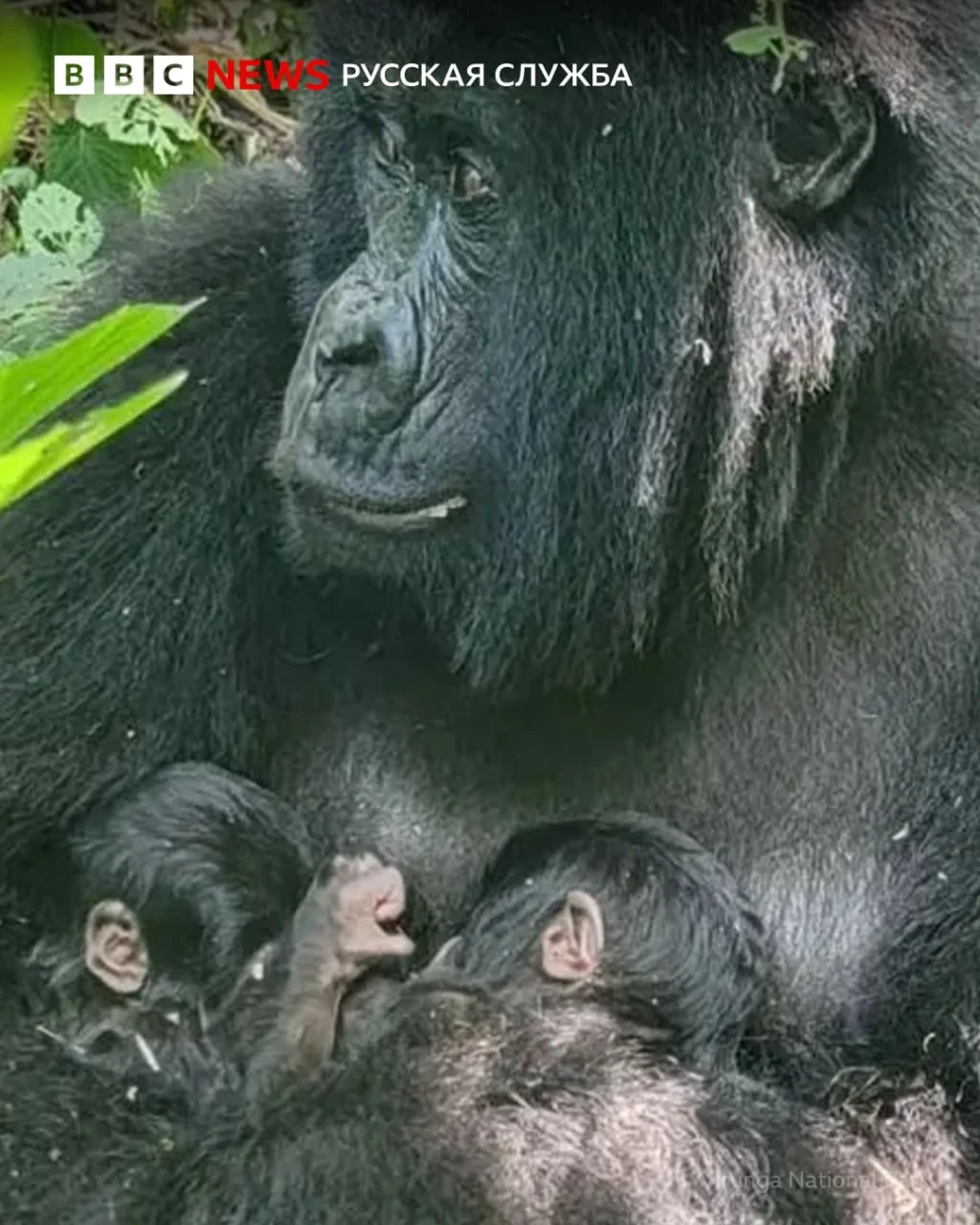 In Africa's oldest national park, a pair of rare mountain gorillas was born