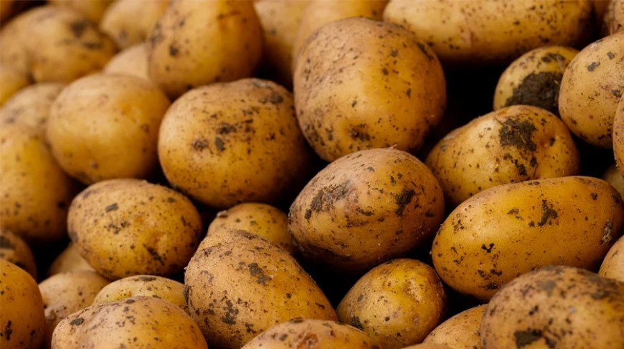44.2 Tons of Potatoes from Russia Not Allowed into Kyrgyzstan