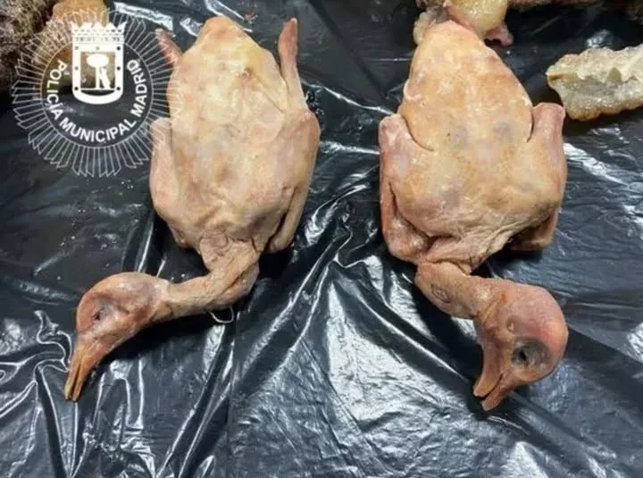 In Madrid, a Chinese restaurant was closed for serving… pigeons disguised as duck.