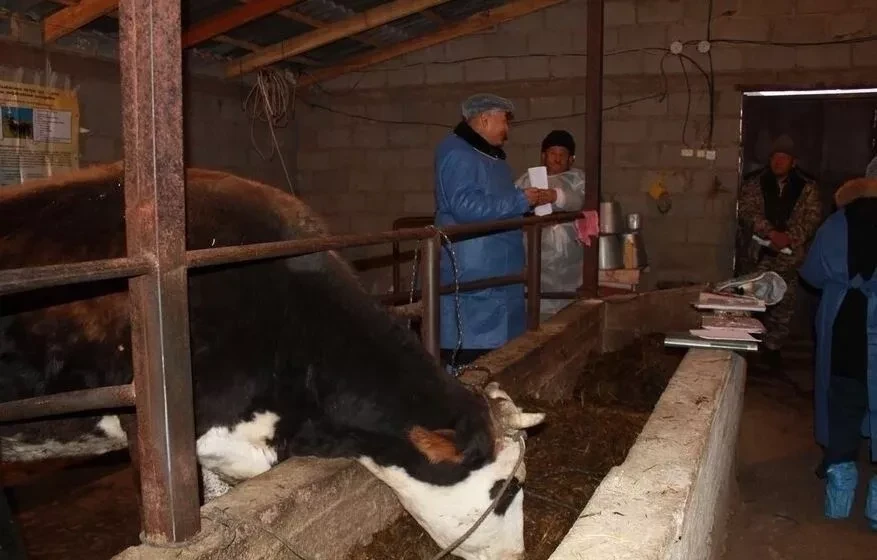 The Ministry of Agriculture of Kyrgyzstan spoke about the advantages of artificial insemination of livestock