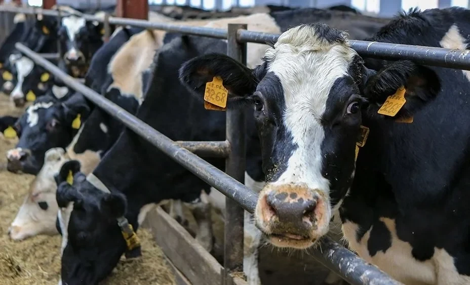 In Kyrgyzstan, the number of breeding farms has reached 185