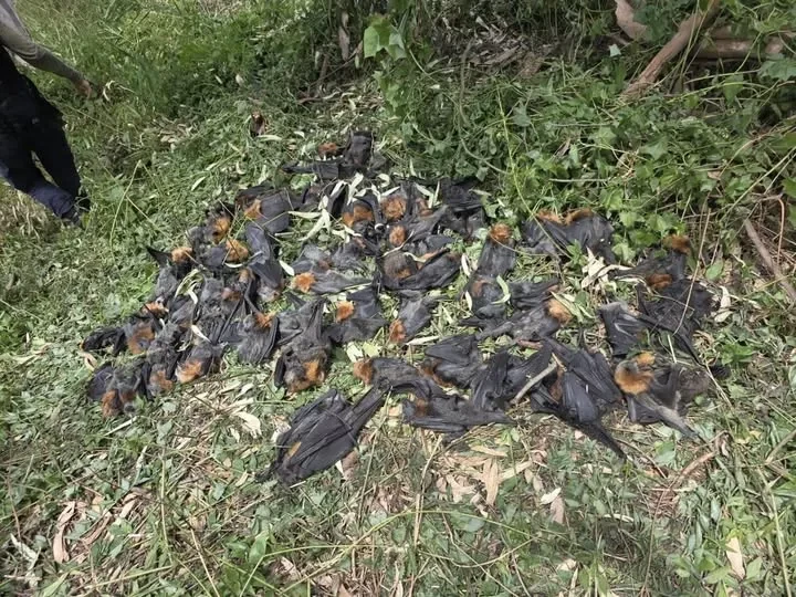 Австралияда миңдеген учуучу түлкү «кара ысык» себептүү өлдү