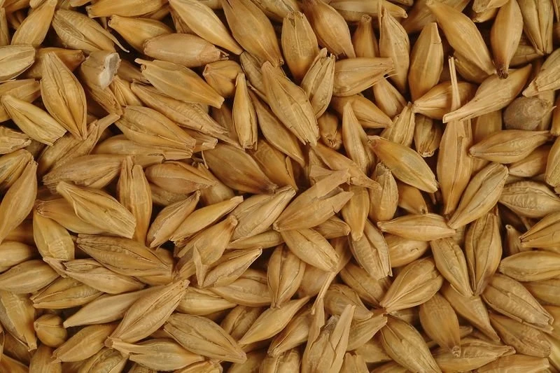 Ministry of Agriculture of Kyrgyzstan: The Use of Non-Standard Seeds Excludes from State Support