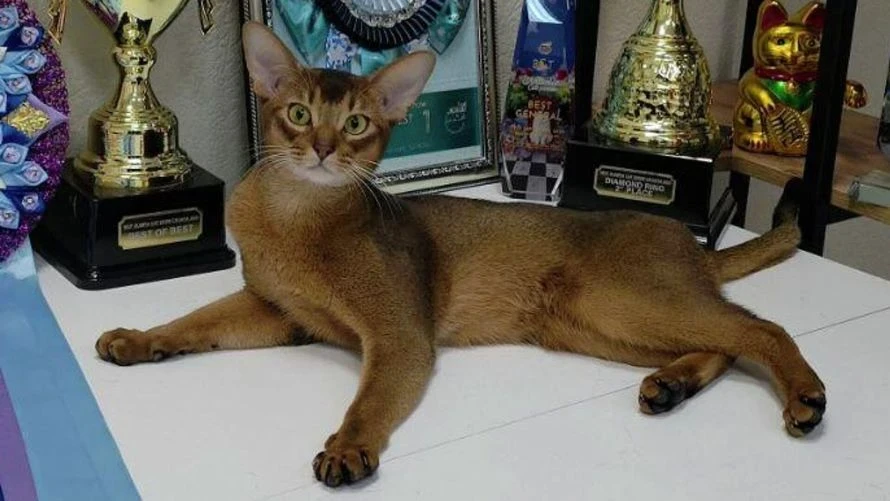 Эң сулуусу. РФдан келген үй жаныбары Дүйнөлүк мышык федерациясынын рейтингин баштады