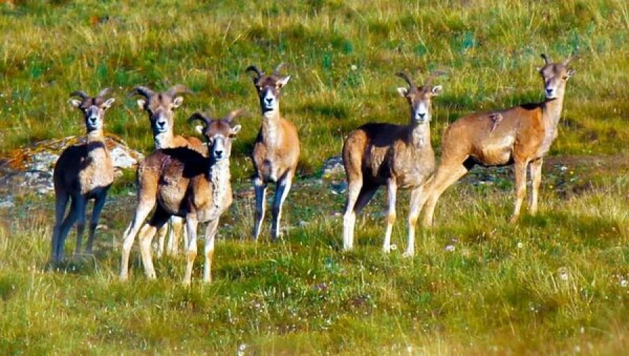 Kyrgyzstan to Receive a $30 Million Loan for Wildlife Monitoring