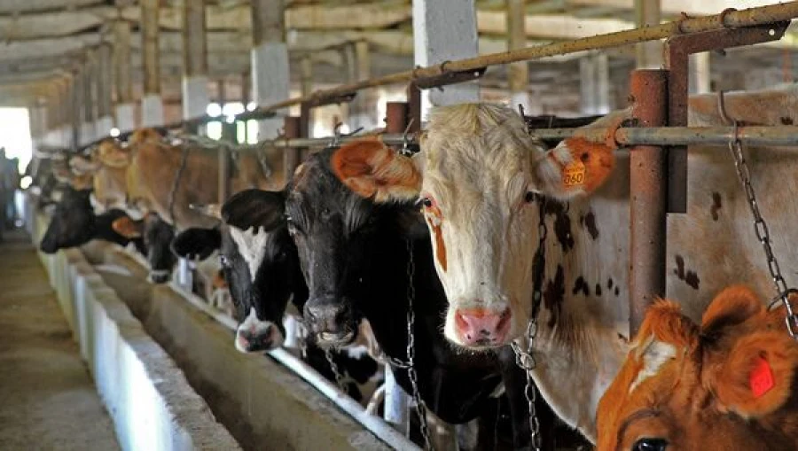 Russia has become the main importer of cattle in Kyrgyzstan