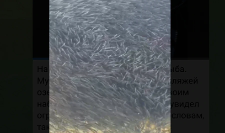 Балыкты Ысык-Көлгө кайтуу. "Мындайды 50 жылдан бери көргөн жокмун"