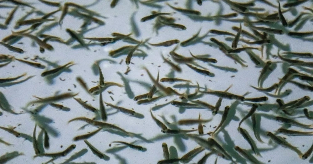 Иссык-Көлдө 2026-жылы 14,1 млн балык уругун чыгаруу пландалууда