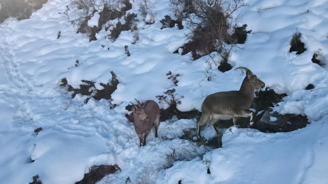 В заповеднике «Каратал-Жапырык» кышкы азык берүү өткөрүлдү жабайы жаныбарларга
