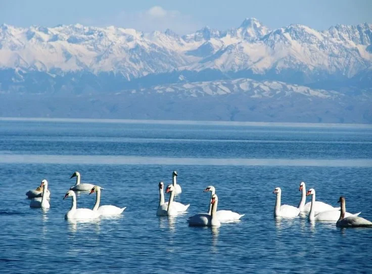 Feeding of Wintering White Swans Organized at Issyk-Kul