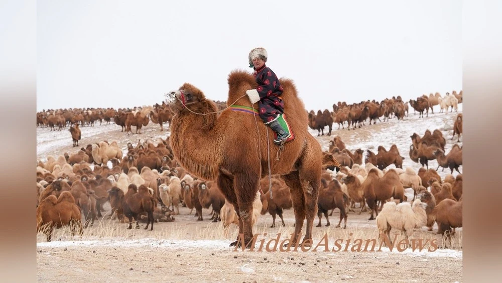 The camel herder-thousander of Mongolia owns 1004 camels