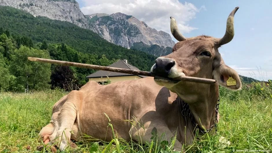 In Austria, scientists have for the first time observed a miracle cow that uses a stick