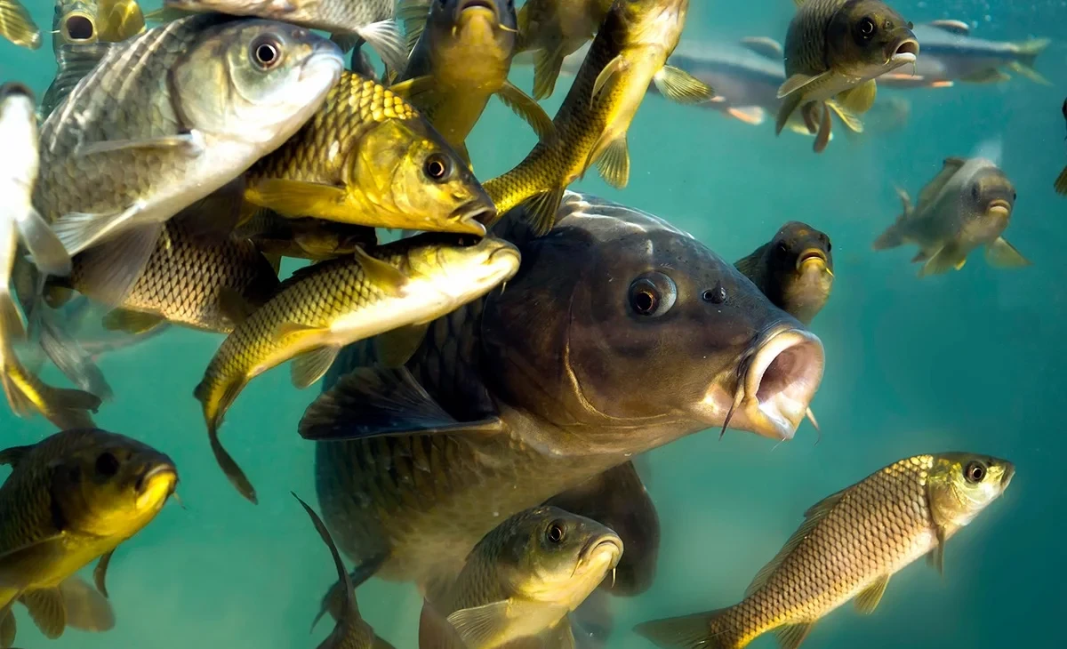 The Ministry of Agriculture named the region of Kyrgyzstan that leads in fish production for sale