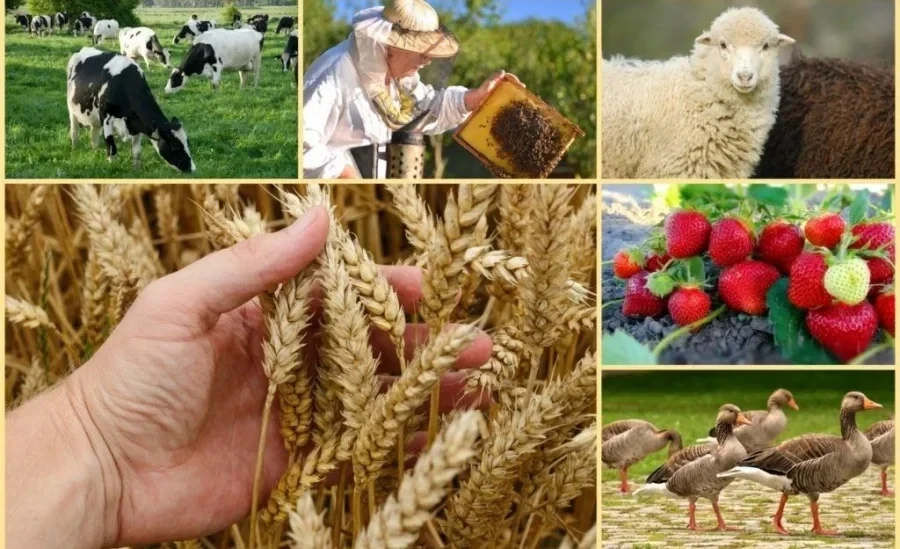 In Kyrgyzstan, the forum "AgroDialogue-2026" will take place, where the best farmers will be chosen.