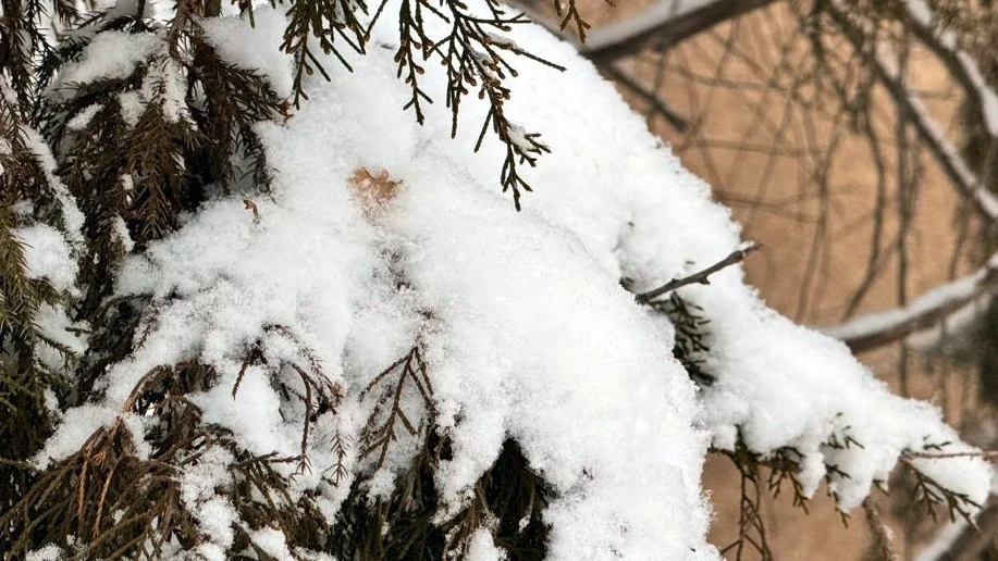 Узбекистанда бейшемби күндөн жекшемби күнгө чейин катуу суук болот