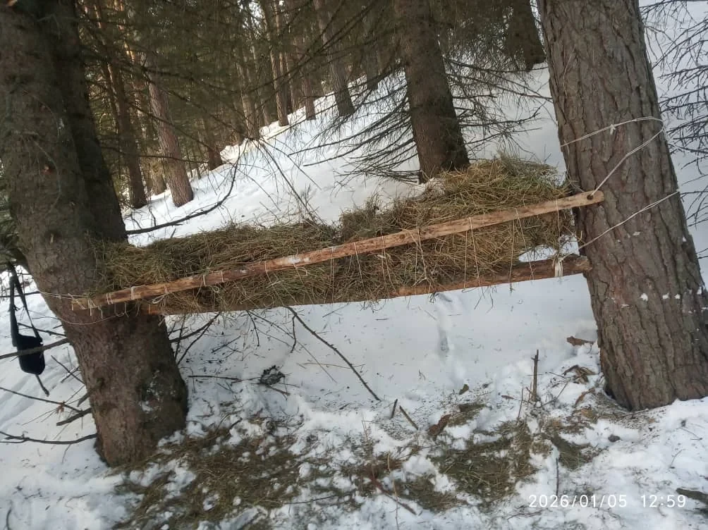 Wild Boars and Roe Deer Filmed in Chon-Kemin Park