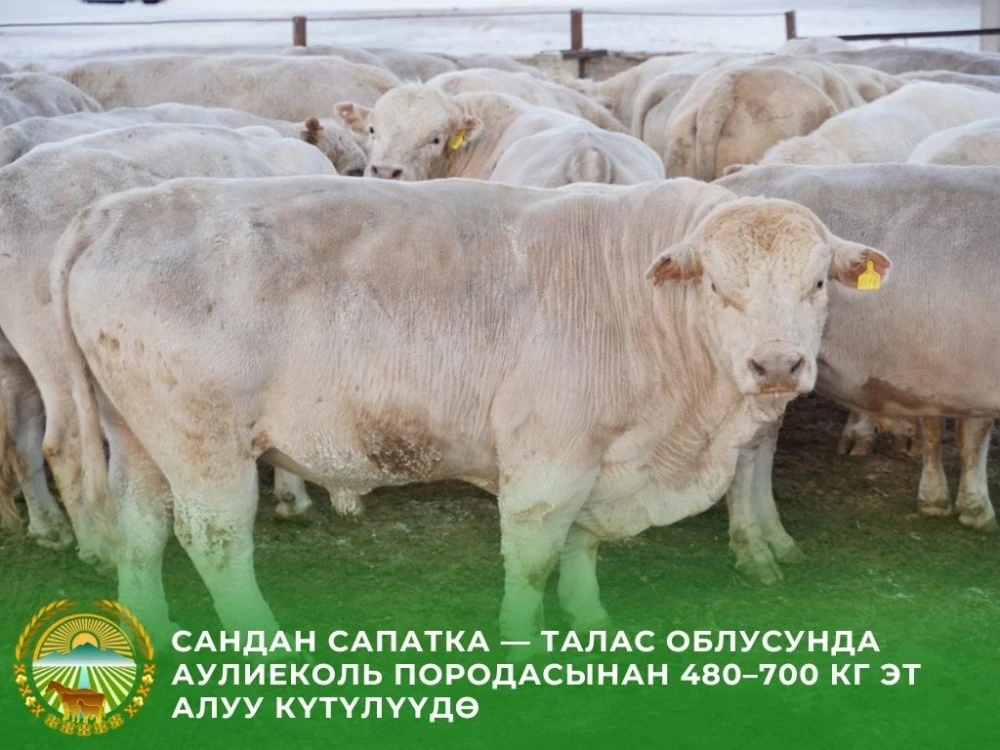 In Talas, Farmers Are Betting on Giant Cows
