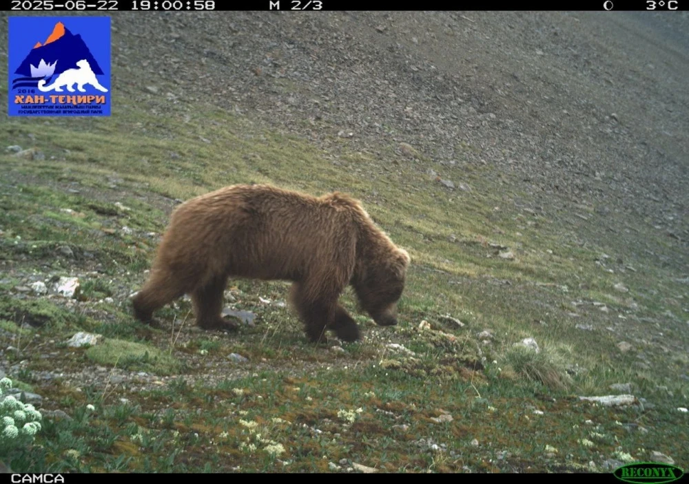 The camera trap in the park 'Khan-Teniri' captured a snow leopard, lynx, and a pack of wolves