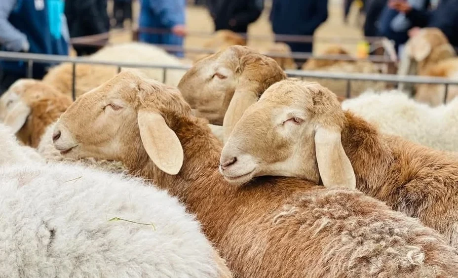 In Kyrgyzstan, the breeding of pedigree animals is being intensified and farmers are being subsidized at 3%